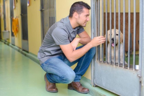 Man with shelter dog